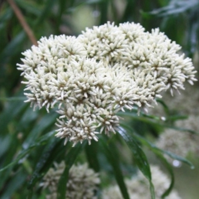 Cassinia trinerva (Three-veined Cassinia) at Tathra, NSW - 27 Dec 2008 by KerryVance