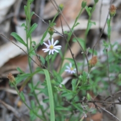 Vittadinia cuneata var. cuneata (Fuzzy New Holland Daisy) at Tathra, NSW - 29 Dec 2008 by KerryVance