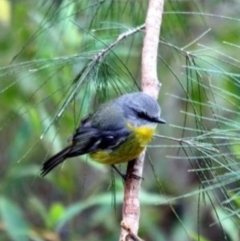 Eopsaltria australis (Eastern Yellow Robin) at Kalaru, NSW - 29 Aug 2012 by sassyskink