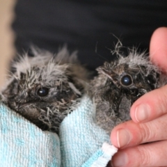 Aegotheles cristatus (Australian Owlet-nightjar) at Cuttagee, NSW - 19 Dec 2012 by pennybeaer