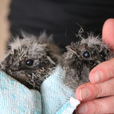 Eurostopodus mystacalis (White-throated Nightjar) at Cuttagee, NSW - 19 Dec 2012 by pennybeaer