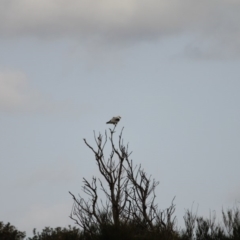 Elanus axillaris (Black-shouldered Kite) at Akolele, NSW - 4 Jan 2013 by pennybeaer