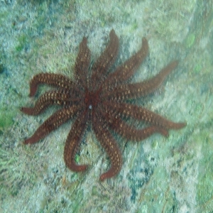 Coscinasterias muricata at The Blue Pool, Bermagui - 12 Jan 2013 12:00 AM
