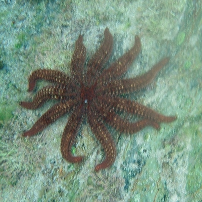 Coscinasterias muricata (Eleven-armed Seastar) at The Blue Pool, Bermagui - 12 Jan 2013 by robndane