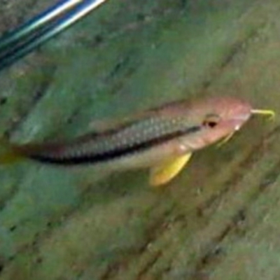 Upeneichthys vlamingii (Bluespotted Goatfish) at Bermagui, NSW - 17 Feb 2013 by robndane