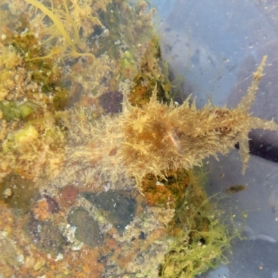 Stylocheilus striatus (Stylocheilus striatus) at The Blue Pool, Bermagui - 19 Feb 2013 by robndane