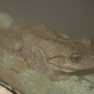 Litoria peronii at Tathra Public School - 1 Feb 2013 12:00 AM