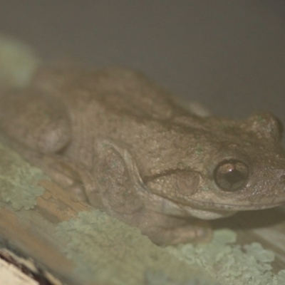 Litoria peronii (Peron's Tree Frog, Emerald Spotted Tree Frog) at Tathra, NSW - 31 Jan 2013 by KerryVance