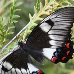 Papilio aegeus (Orchard Swallowtail, Large Citrus Butterfly) at Tathra, NSW - 27 Oct 2012 by KerryVance