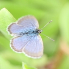 Zizina otis (Common Grass-Blue) at Tathra Public School - 3 Jan 2011 by KerryVance