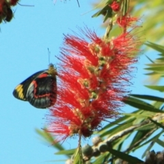 Delias nigrina (Black Jezebel) at Tathra Public School - 11 Apr 2012 by KerryVance