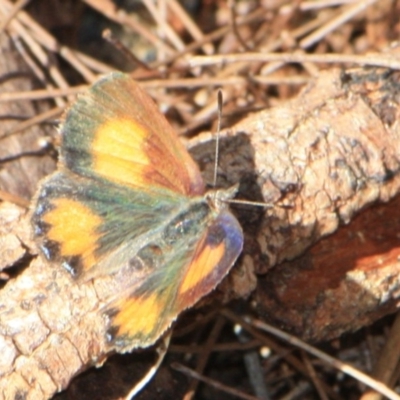 Paralucia aurifera (Bright Copper) at Tathra, NSW - 9 Nov 2012 by KerryVance