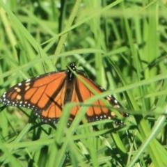 Danaus plexippus (Monarch) at Tathra, NSW - 13 Apr 2012 by KerryVance