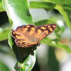 Heteronympha banksii (Banks' Brown) at Tathra, NSW - 17 Mar 2012 by KerryVance