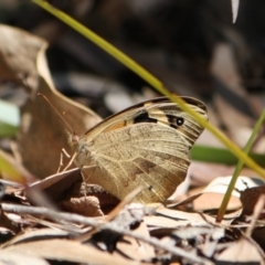 Heteronympha merope (Common Brown Butterfly) at Tathra, NSW - 19 Mar 2011 by KerryVance