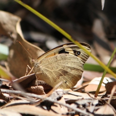 Heteronympha merope (Common Brown Butterfly) at Tathra, NSW - 19 Mar 2011 by KerryVance