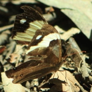 Heteronympha mirifica at Tathra, NSW - 9 Apr 2012