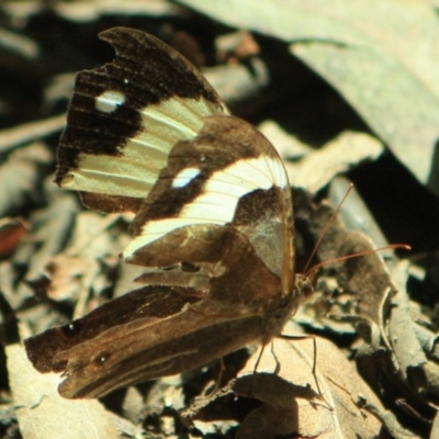 Heteronympha mirifica (Wonder Brown) at Tathra, NSW - 8 Apr 2012 by KerryVance