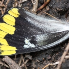 Delias harpalyce (Imperial Jezebel) at Tathra, NSW - 16 May 2012 by KerryVance