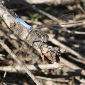 Orthetrum caledonicum at Tathra, NSW - 7 Jan 2013