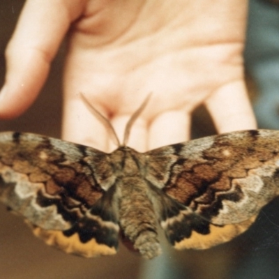 Chelepteryx collesi (White-stemmed Gum Moth) at Tathra Public School - 5 Apr 2000 by KerryVance