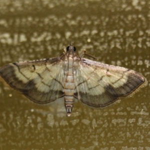 Cnaphalocrocis poeyalis at Tathra Public School - 14 Apr 2012 12:00 AM