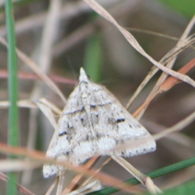 Dichromodes stilbiata (White-barred Heath Moth) at Tathra, NSW - 6 Jan 2013 by KerryVance