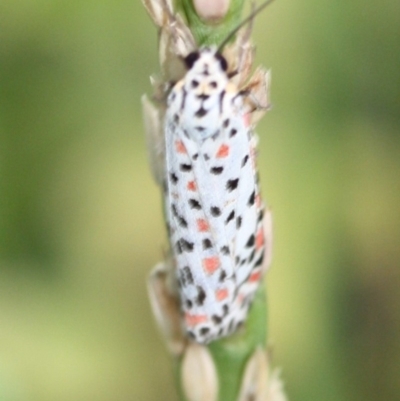Utetheisa pulchelloides (Heliotrope Moth) at Tathra Public School - 3 Feb 2011 by KerryVance