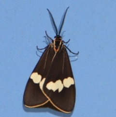 Nyctemera amicus (Senecio Moth, Magpie Moth, Cineraria Moth) at Tathra, NSW - 17 Oct 2012 by KerryVance