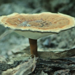 Sanguinoderma rude at Tathra, NSW - 9 Apr 2012