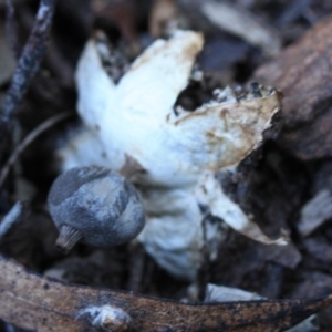 Myriostoma coliforme at suppressed - 3 Apr 2011 12:00 AM