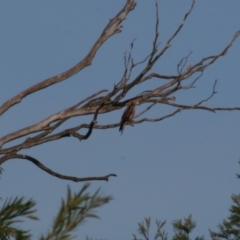 Haliastur sphenurus (Whistling Kite) at Pambula, NSW - 16 Apr 2013 by LizAllen
