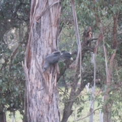 Strepera versicolor (Grey Currawong) at Wolumla, NSW - 13 May 2013 by PatriciaDaly