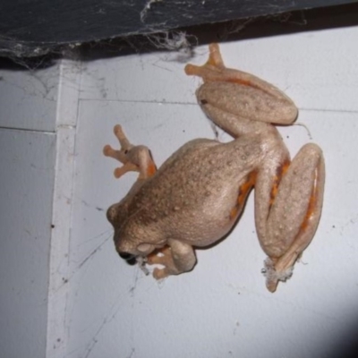 Litoria peronii (Peron's Tree Frog, Emerald Spotted Tree Frog) at Bermagui, NSW - 31 Mar 2012 by Robyn.Lawrence@csiro.au