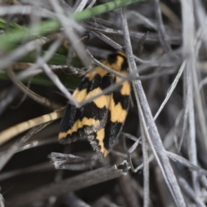 Termessa shepherdi at Michelago, NSW - 30 Oct 2016 09:24 AM