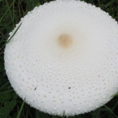 Amanita farinacea (Amanita farinacea) at Wolumla, NSW - 17 Feb 2011 by PatriciaDaly