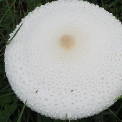 Amanita farinacea (Amanita farinacea) at Wolumla, NSW - 16 Feb 2011 by PatriciaDaly