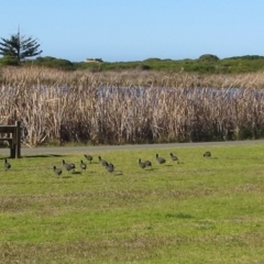 Fulica atra (Eurasian Coot) at Bermagui, NSW - 16 Aug 2013 by robndane