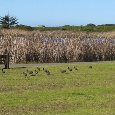 Fulica atra (Eurasian Coot) at Bermagui, NSW - 16 Aug 2013 by robndane