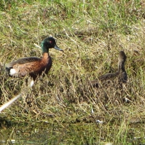 Anas castanea at Bermagui, NSW - 16 Aug 2013 12:00 AM