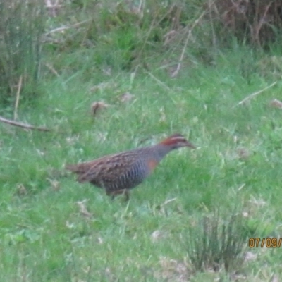 Gallirallus philippensis (Buff-banded Rail) at Wolumla, NSW - 6 Sep 2013 by PatriciaDaly