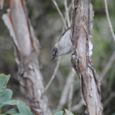 Daphoenositta chrysoptera (Varied Sittella) at Eden, NSW - 12 Jun 2014 by kelpie