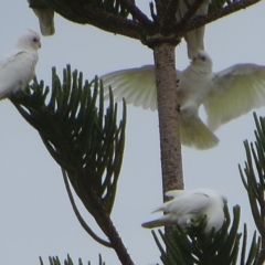 Cacatua sanguinea (Little Corella) at Bermagui, NSW - 5 Oct 2013 by robndane