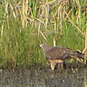Circus approximans at Bermagui, NSW - 15 Oct 2013 12:00 AM