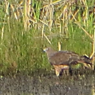 Circus approximans (Swamp Harrier) at Bermagui, NSW - 15 Oct 2013 by robndane