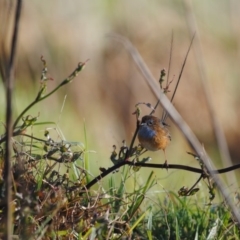 Stipiturus malachurus (Southern Emuwren) at Eden, NSW - 11 Oct 2013 by kelpie