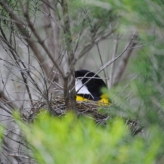 Pachycephala pectoralis (Golden Whistler) at Eden, NSW - 17 Oct 2013 by kelpie