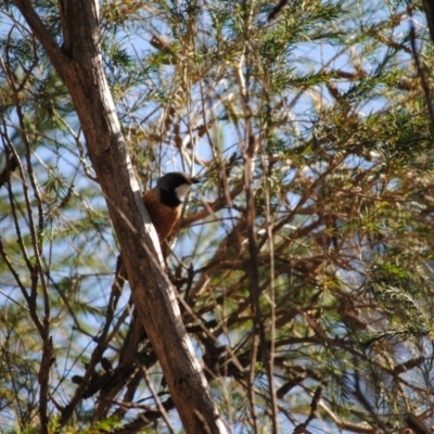 Pachycephala rufiventris (Rufous Whistler) at Eden, NSW - 8 Oct 2013 by kelpie