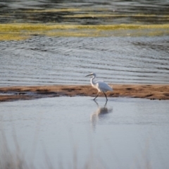 Egretta garzetta (Little Egret) at Eden, NSW - 7 Oct 2013 by kelpie