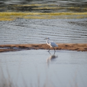 Egretta garzetta at Lake Curalo - 8 Oct 2013